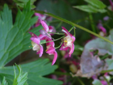 Epimedium x rubrumElfenbloem bestellen